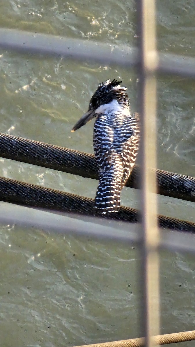 Crested Kingfisher - ML610819224
