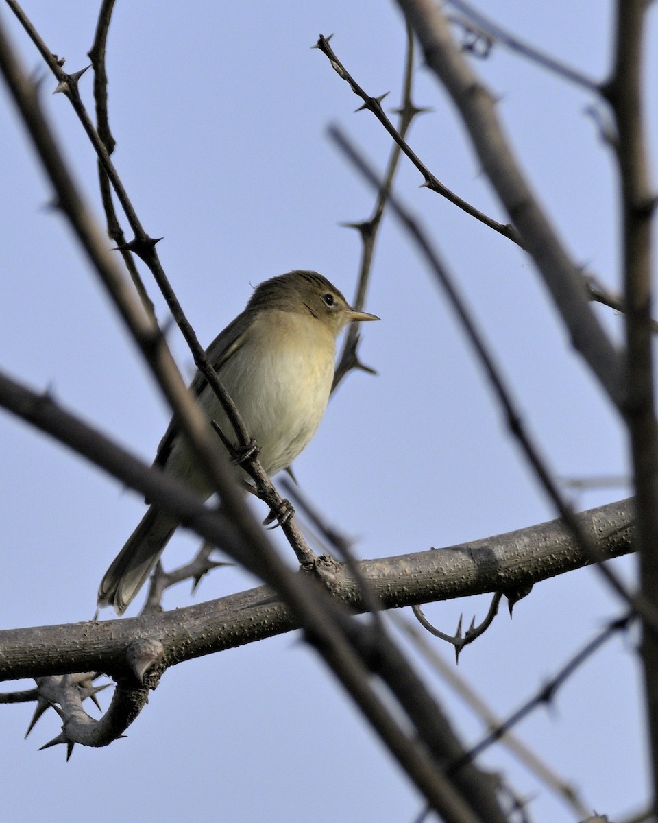 Blyth's Reed Warbler - ML610819233