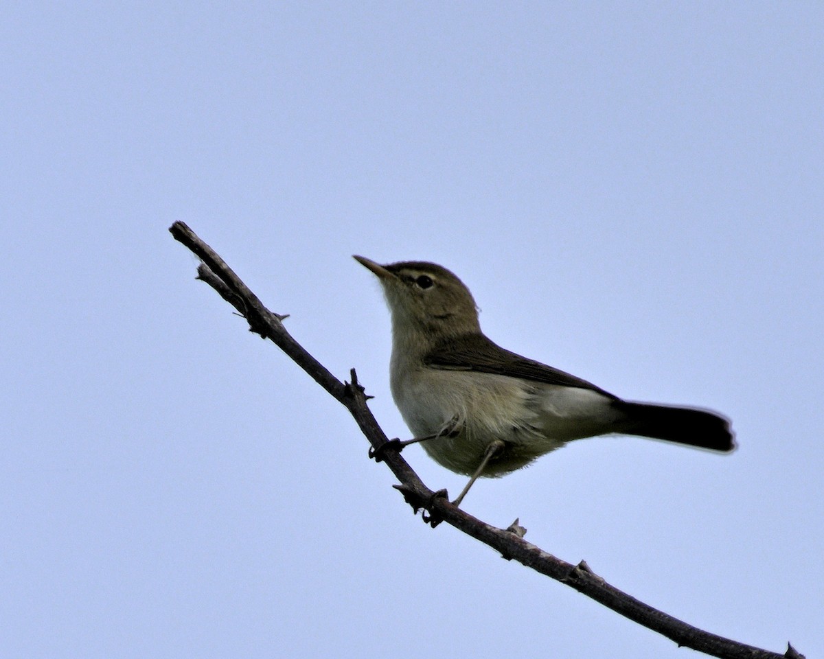 Blyth's Reed Warbler - ML610819235