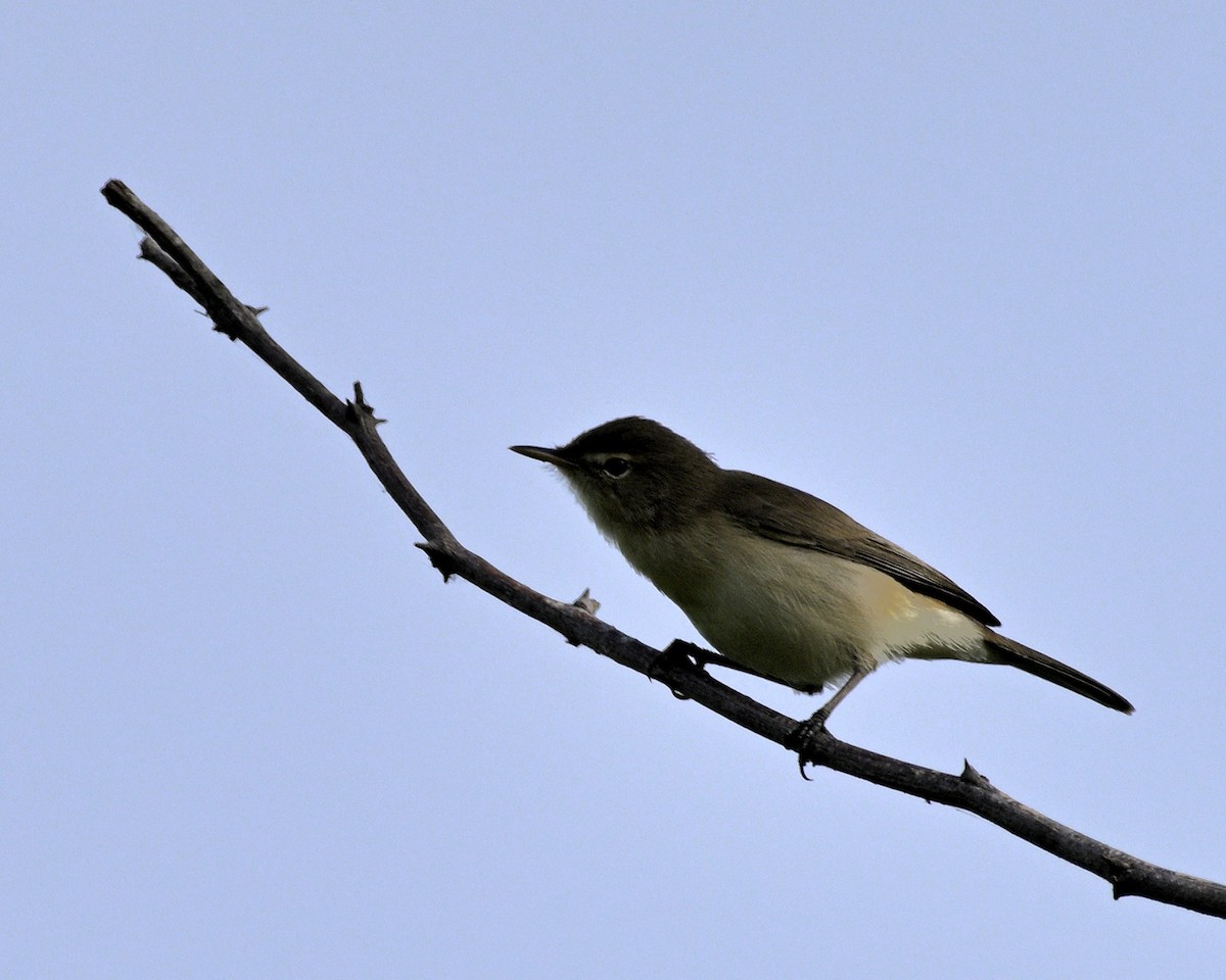 Blyth's Reed Warbler - ML610819236