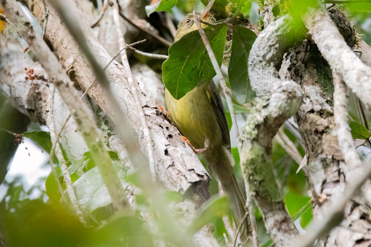 Long-billed Bernieria - ML610819256