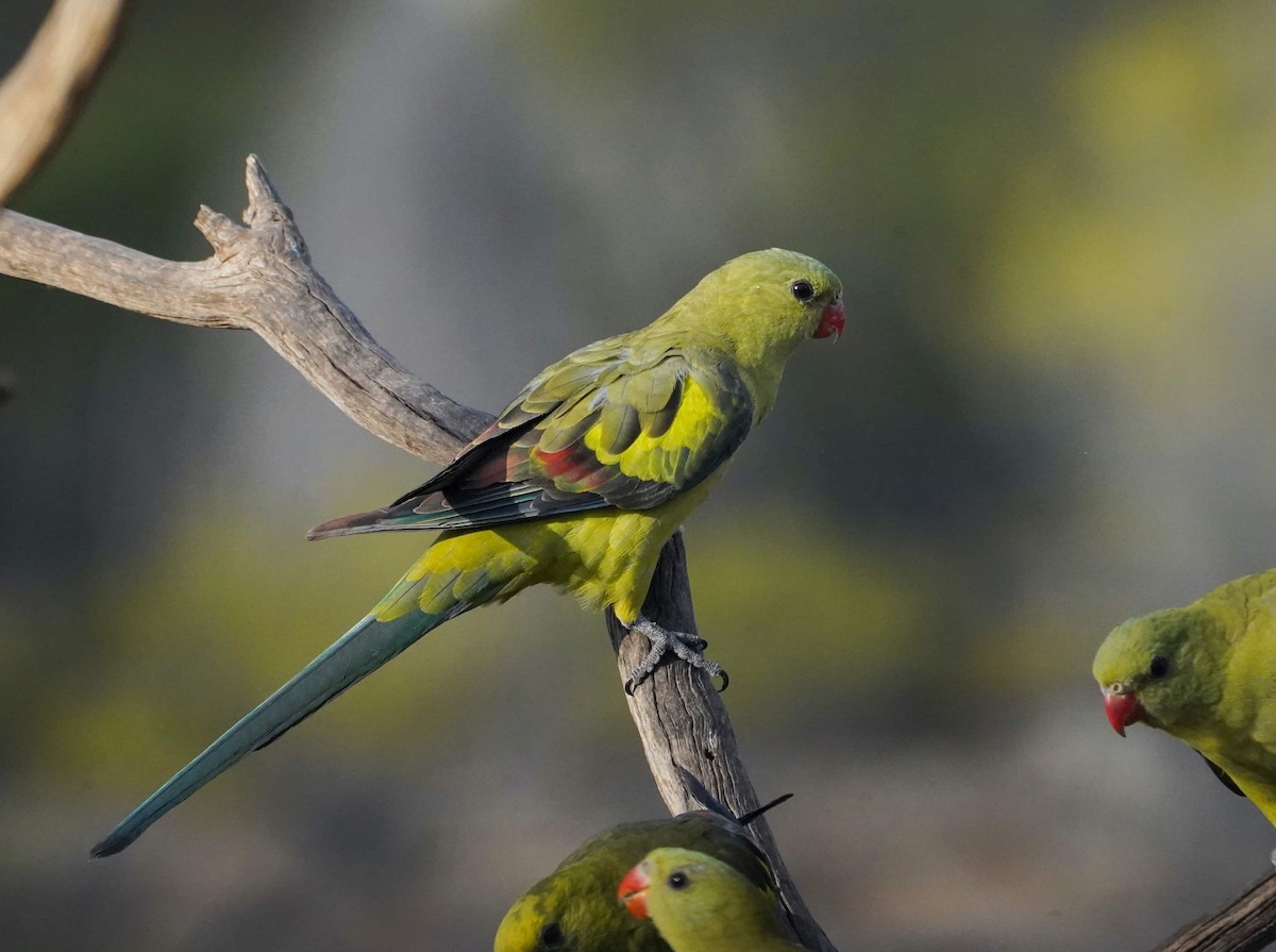 Regent Parrot - ML610819311