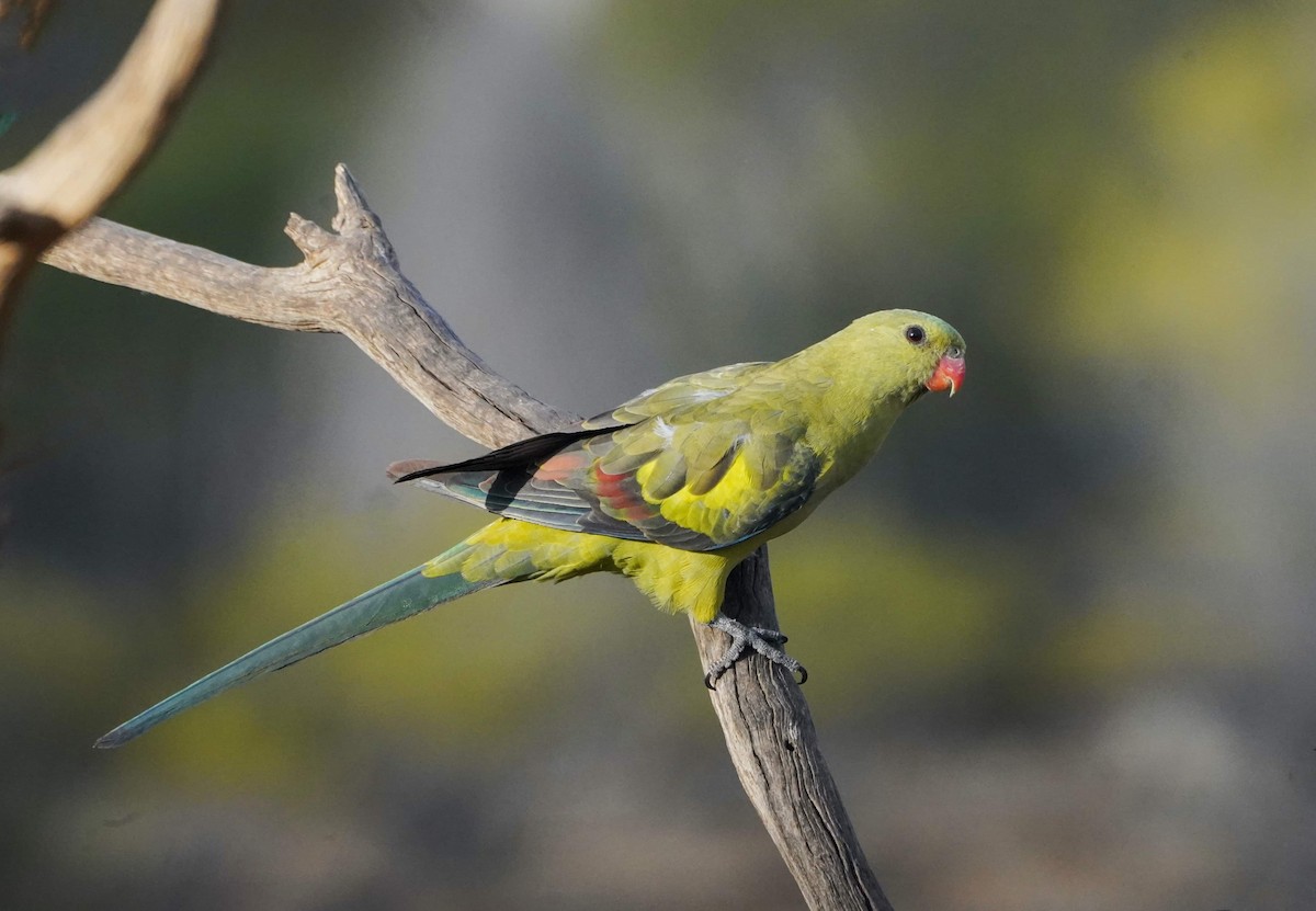 Regent Parrot - ML610819313