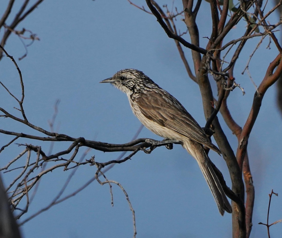 Striped Honeyeater - ML610819317