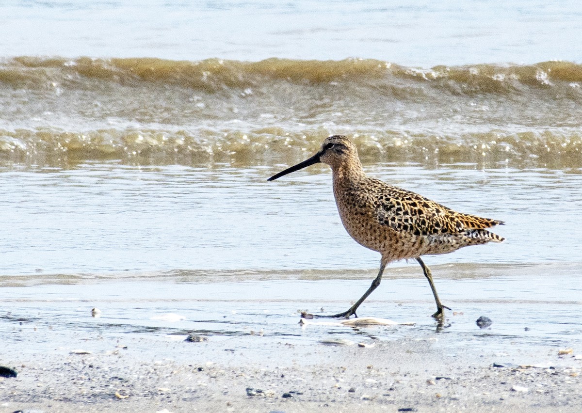 Short-billed Dowitcher - ML610819331