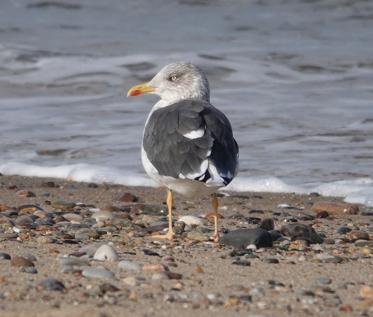 Lesser Black-backed Gull - ML610819393