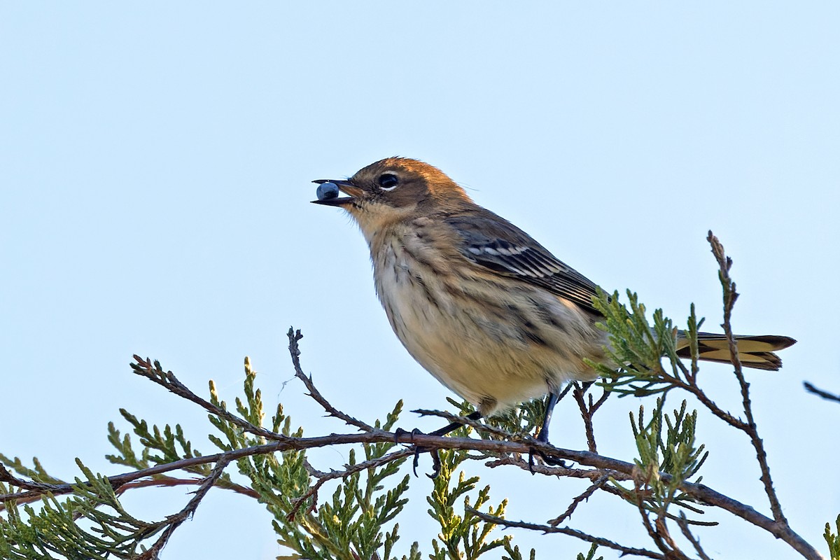Yellow-rumped Warbler - Shelby  Birch