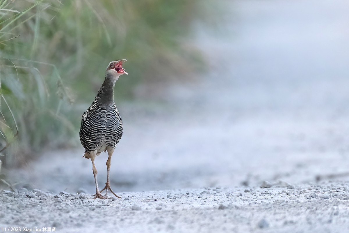 Buff-banded Rail - ML610819559