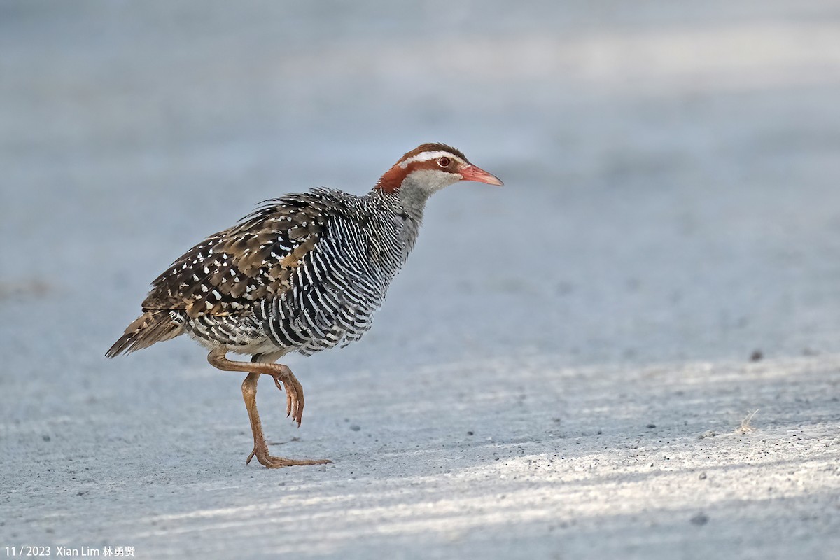 Buff-banded Rail - ML610819561