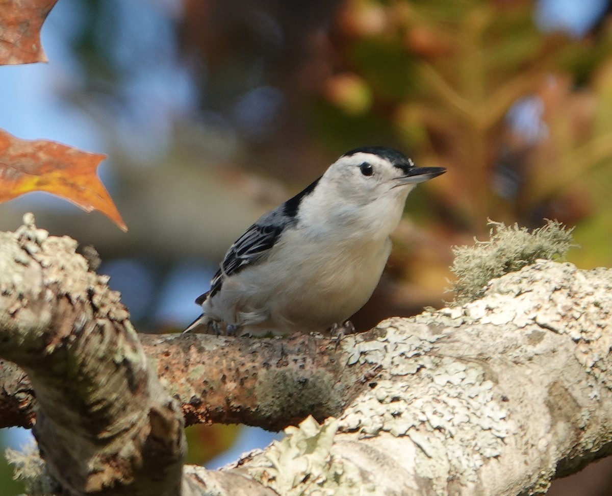 White-breasted Nuthatch - ML610819579