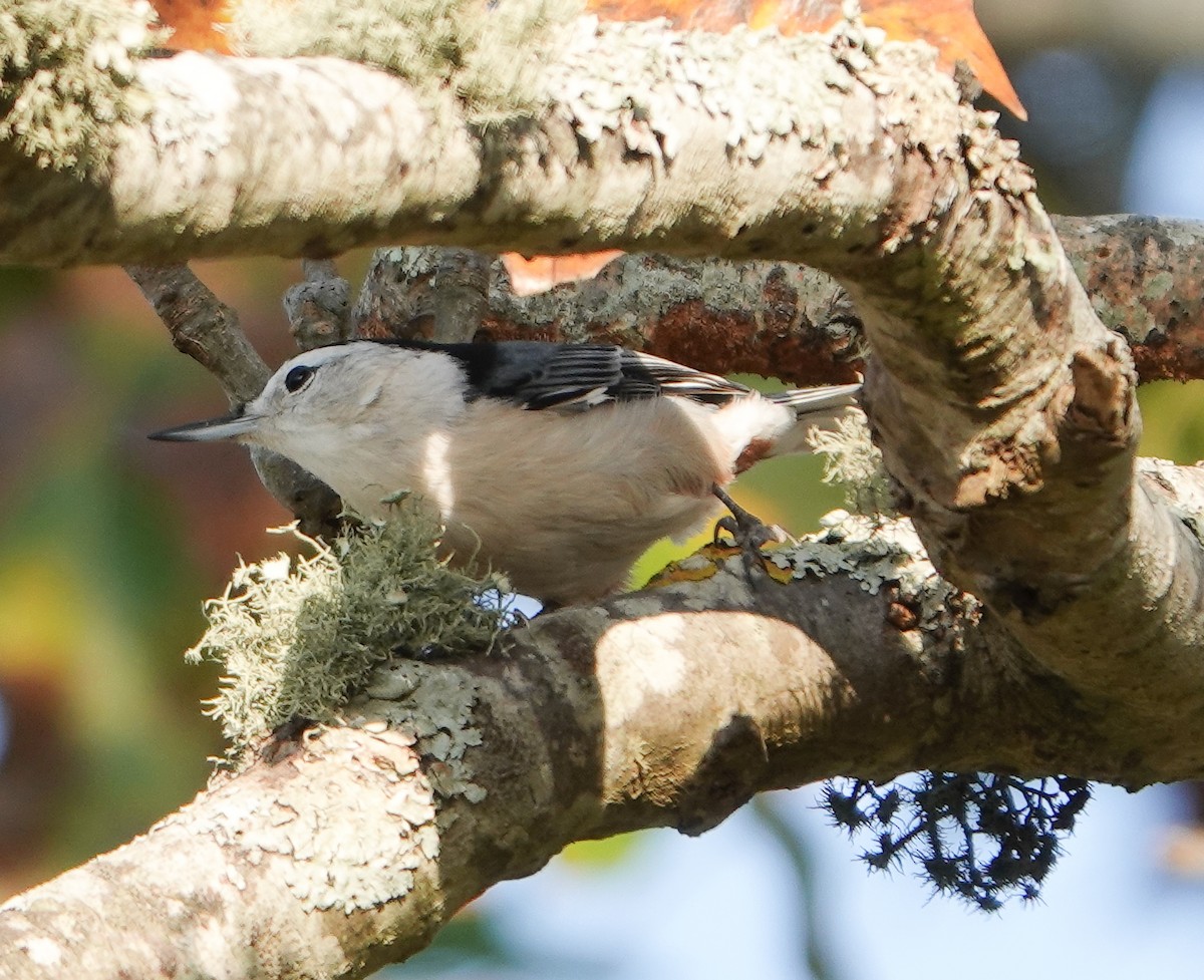 White-breasted Nuthatch - ML610819580