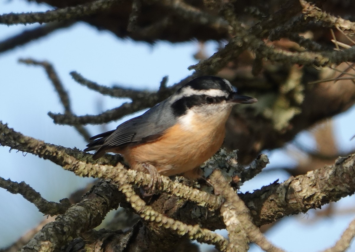 Red-breasted Nuthatch - ML610819588