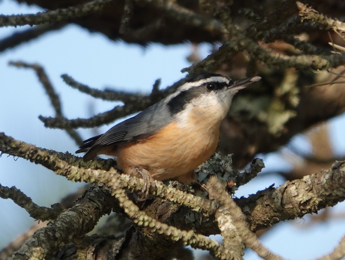 Red-breasted Nuthatch - ML610819589