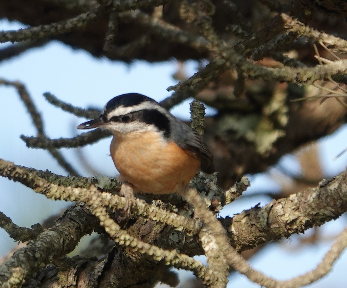 Red-breasted Nuthatch - ML610819590