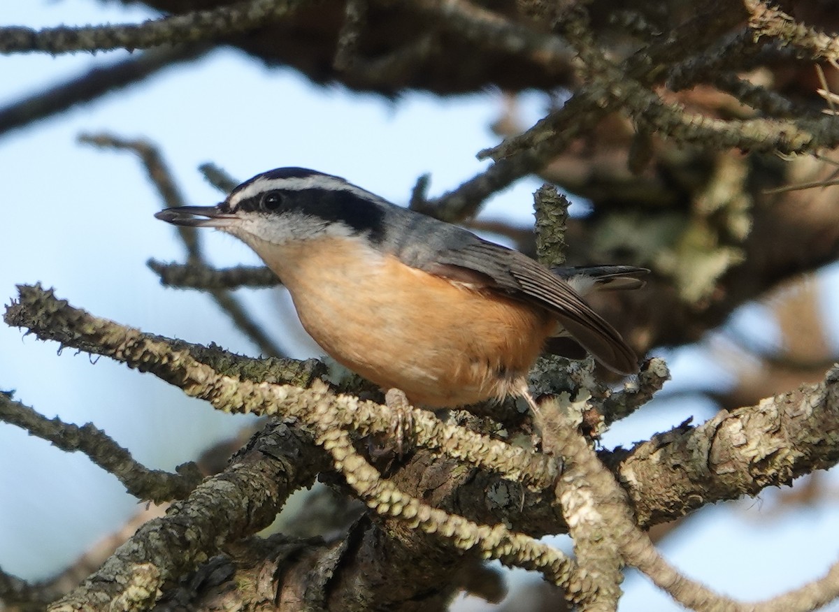 Red-breasted Nuthatch - ML610819591