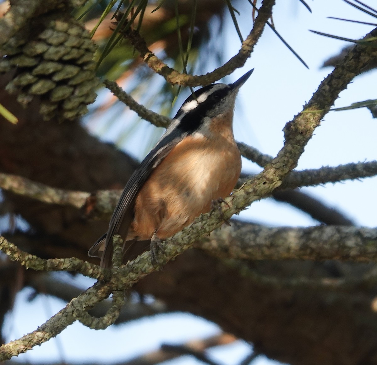 Red-breasted Nuthatch - ML610819592