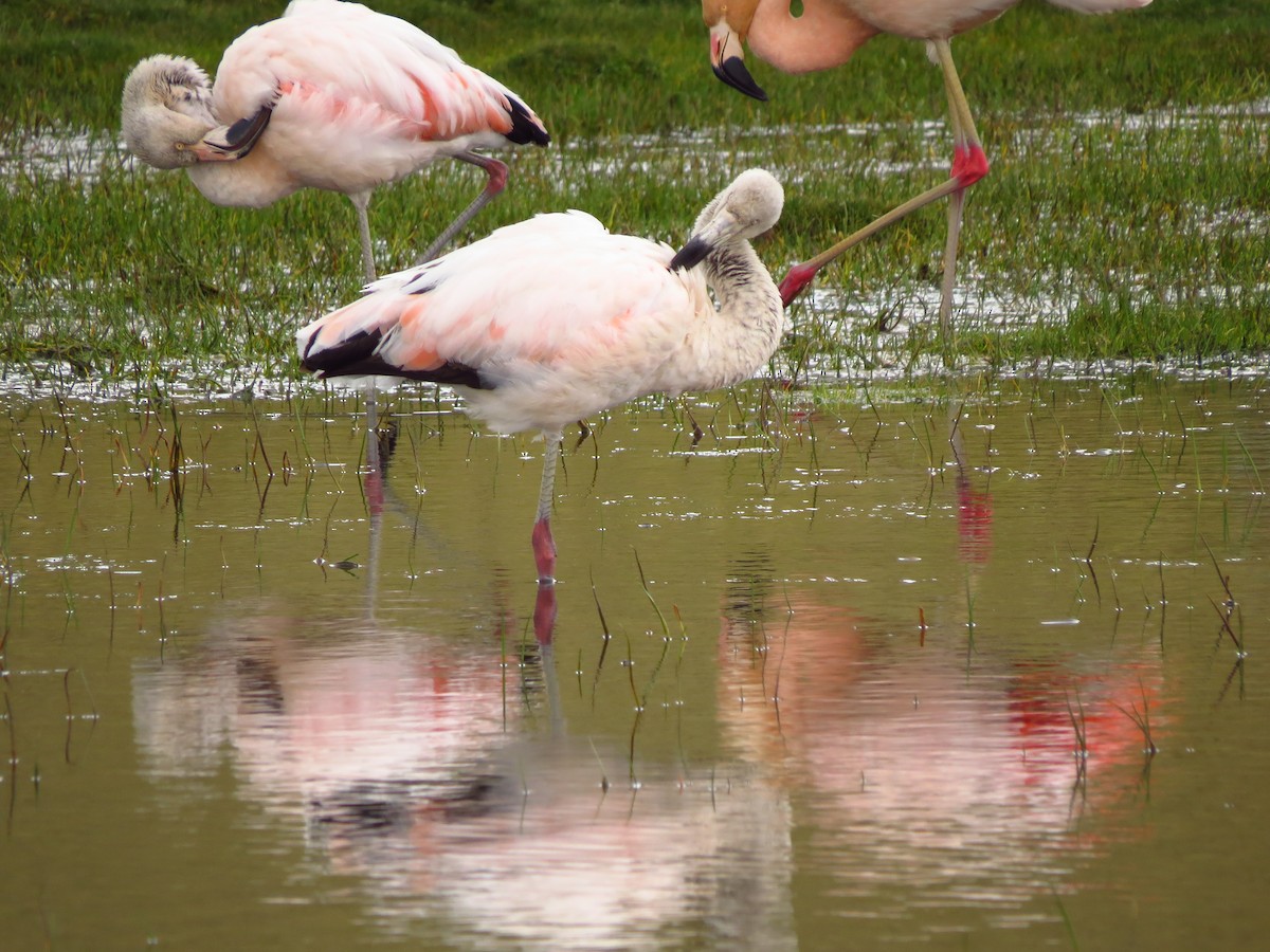 Chilean Flamingo - ML610819620