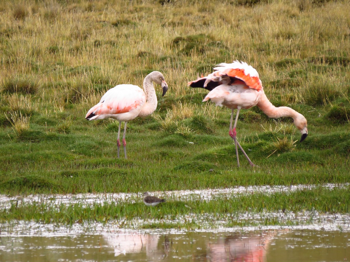 Chilean Flamingo - ML610819623