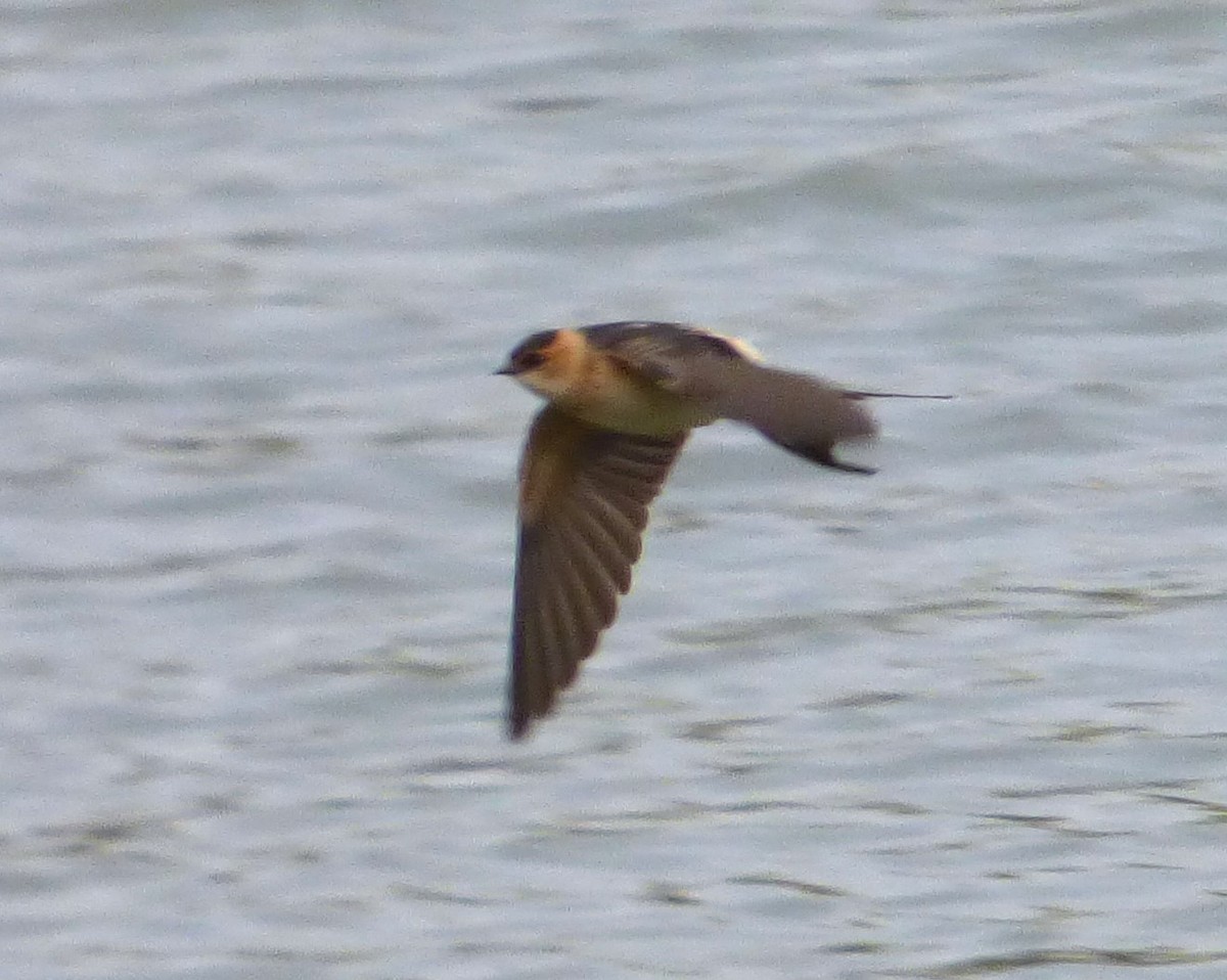 Golondrina Dáurica - ML610819624