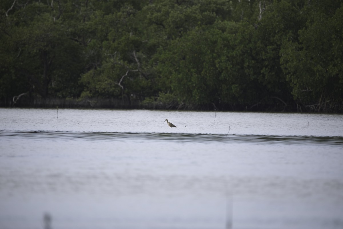 Long-billed Curlew - ML610819673
