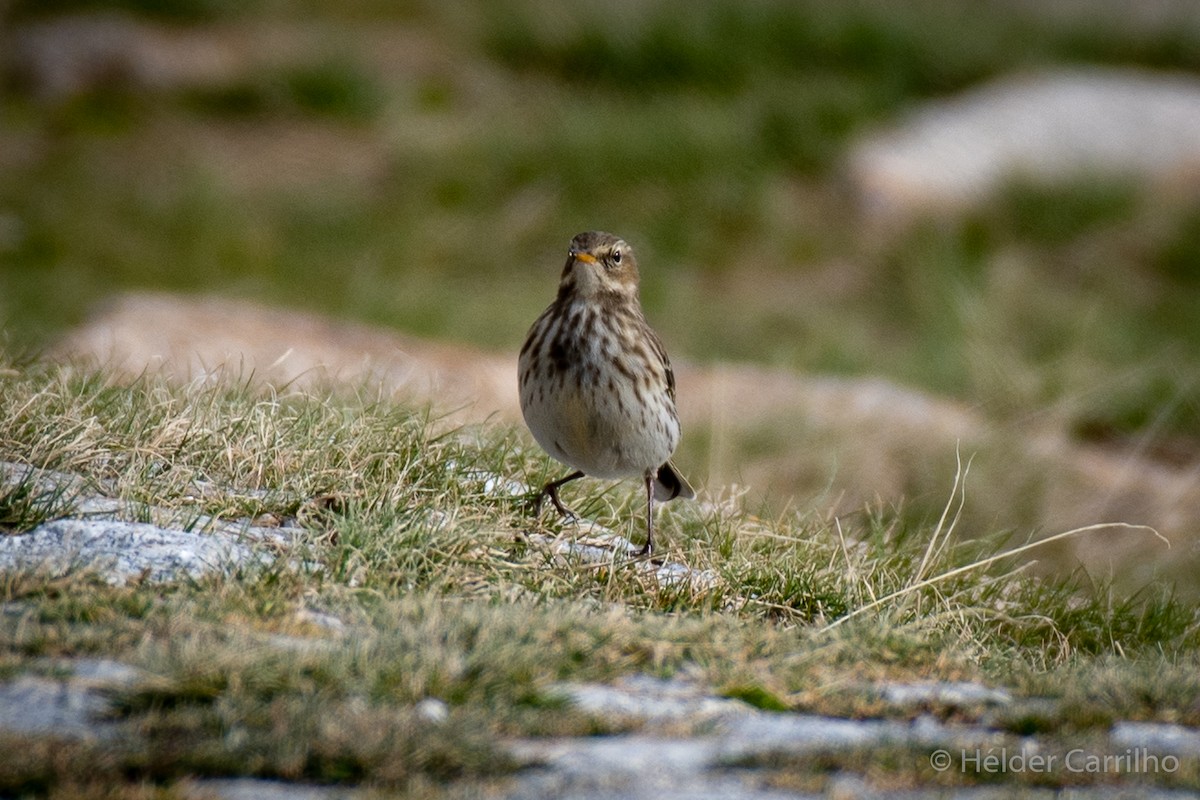 Water Pipit - ML610819679