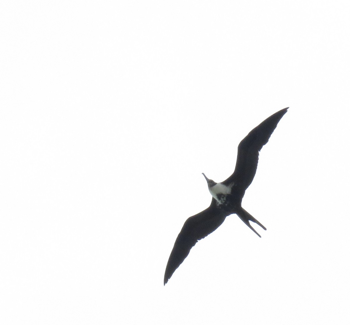 Lesser Frigatebird - Sreekar Rachakonda