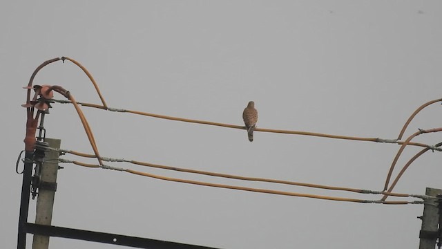 Eurasian Kestrel - ML610819783