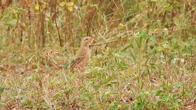 Paddyfield Pipit - ML610819789