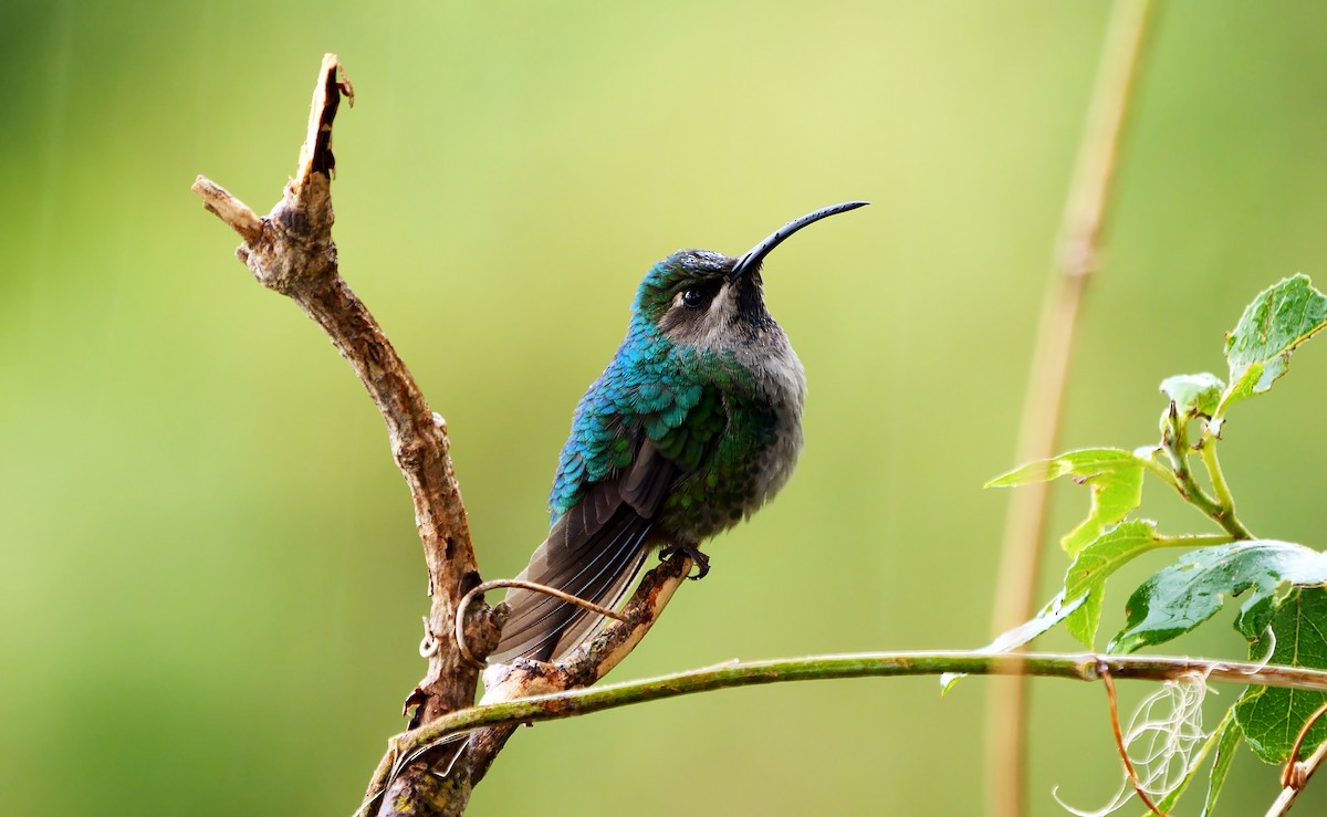 kolibřík azurovoprsý - ML610819921