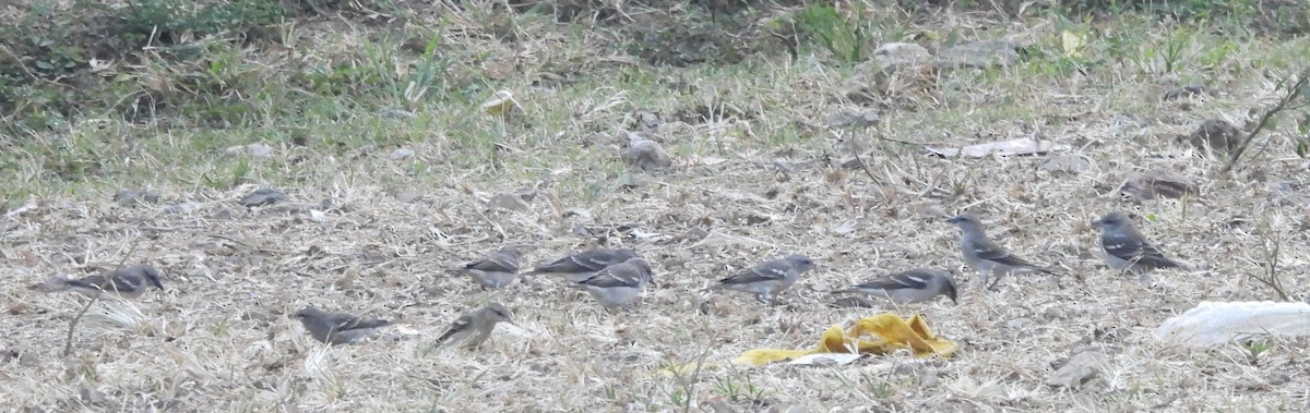 Yellow-throated Sparrow - ML610819959