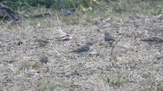 Yellow-throated Sparrow - ML610819962