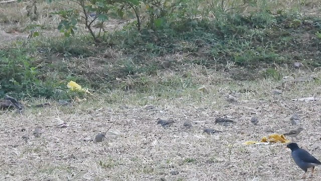 Yellow-throated Sparrow - ML610819963