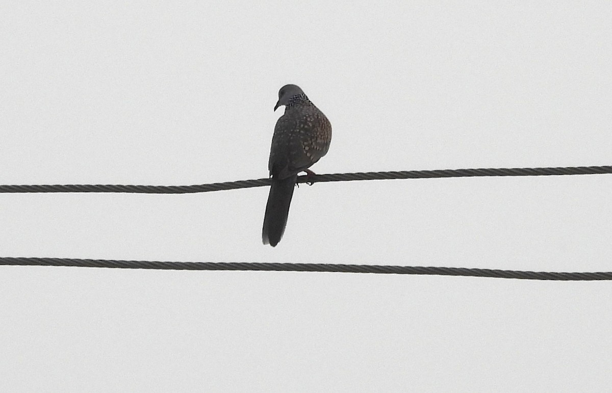 Spotted Dove - ML610819971