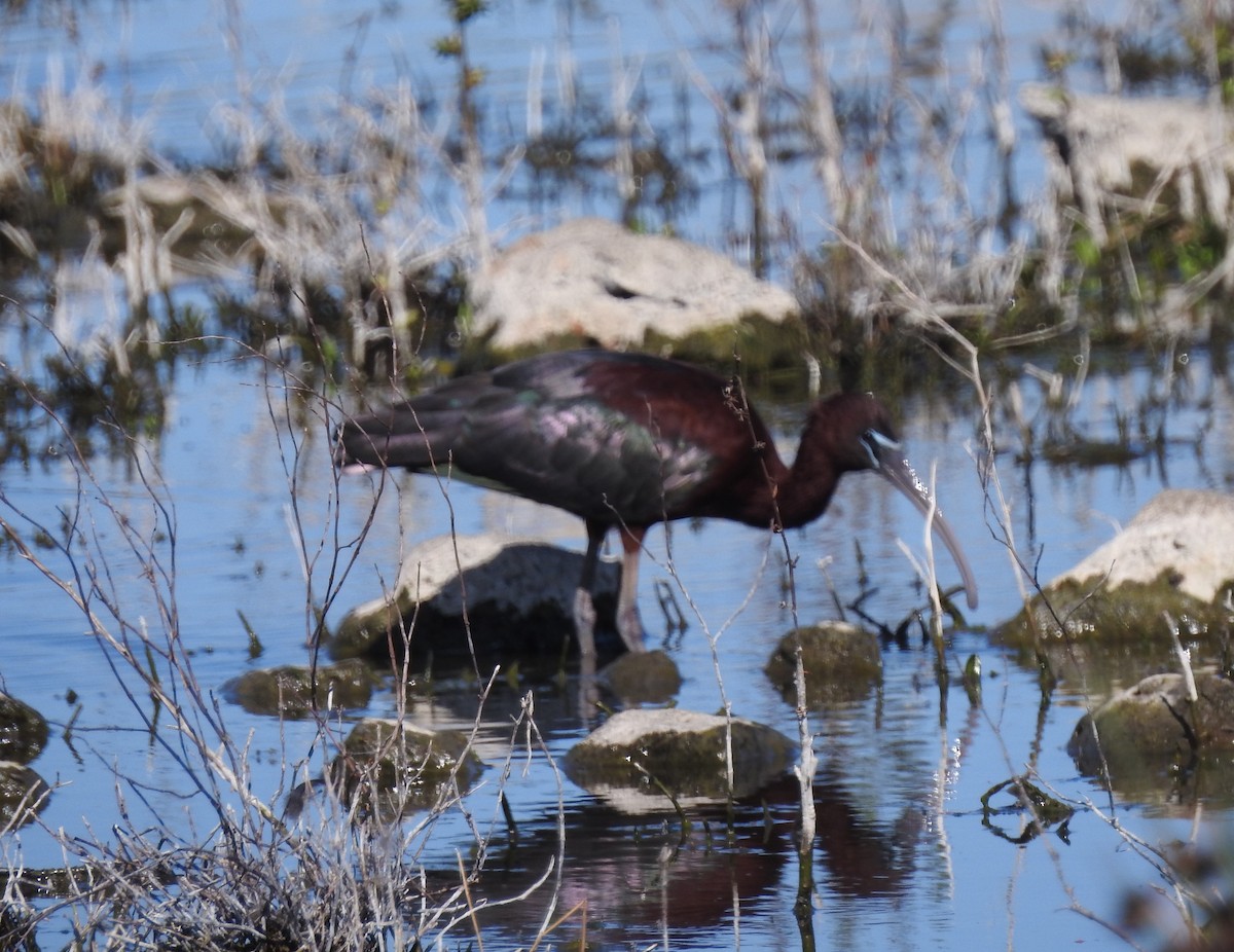 Glossy Ibis - ML610819979