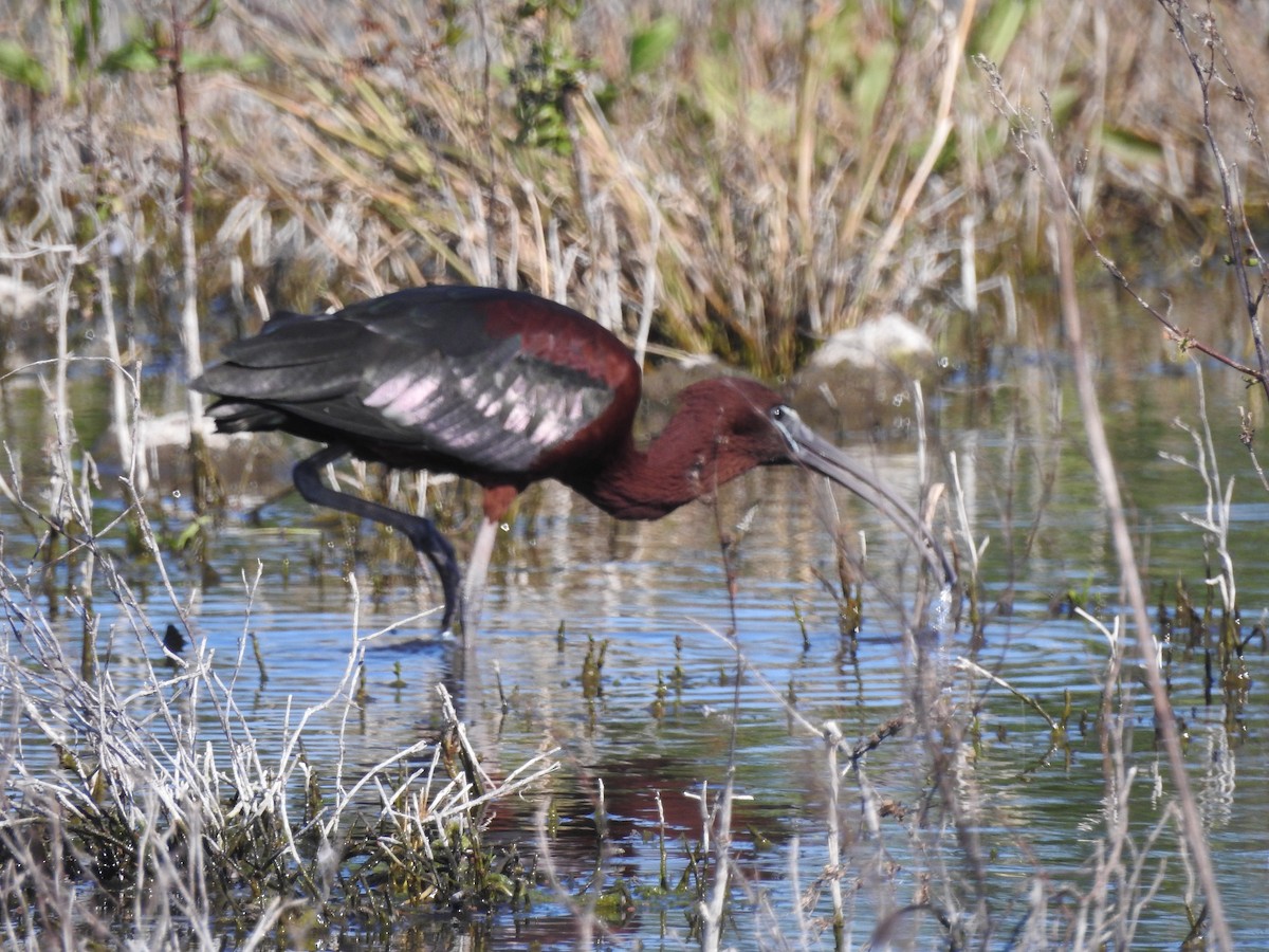 Glossy Ibis - ML610819980