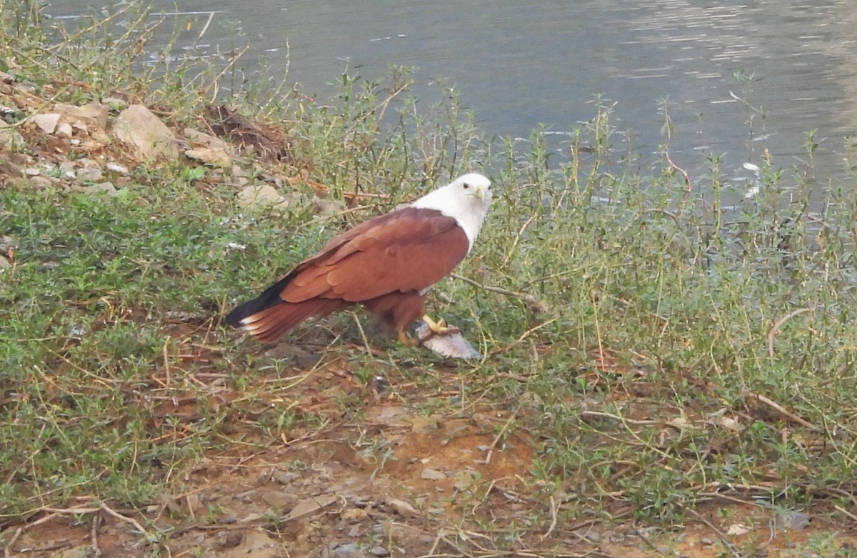 Brahminy Kite - ML610819989