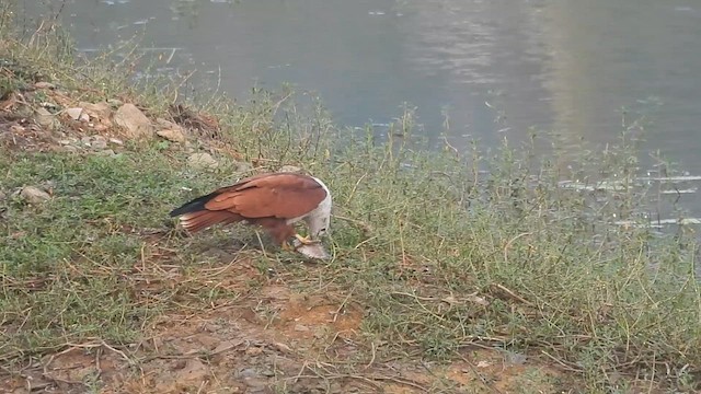 Brahminy Kite - ML610819990