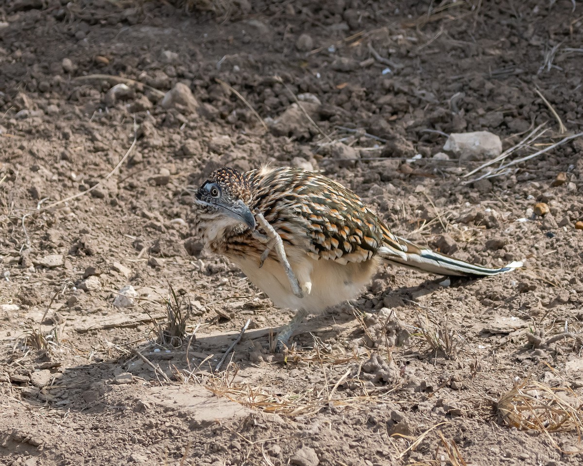 Greater Roadrunner - ML610820040