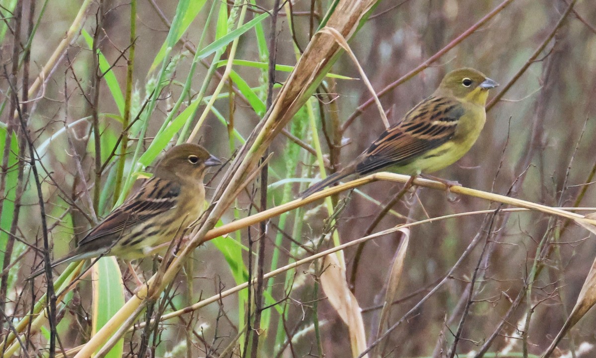 Yellow Bunting - ML610820109