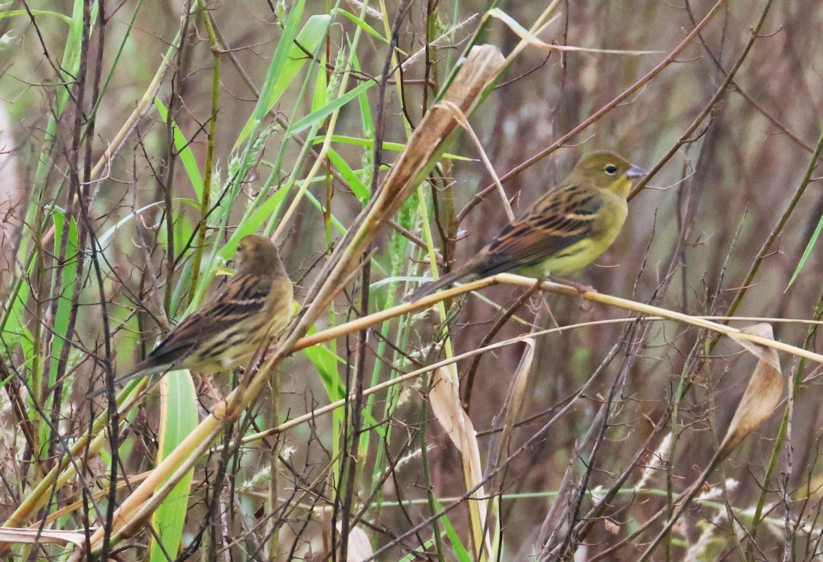 Yellow Bunting - ML610820110