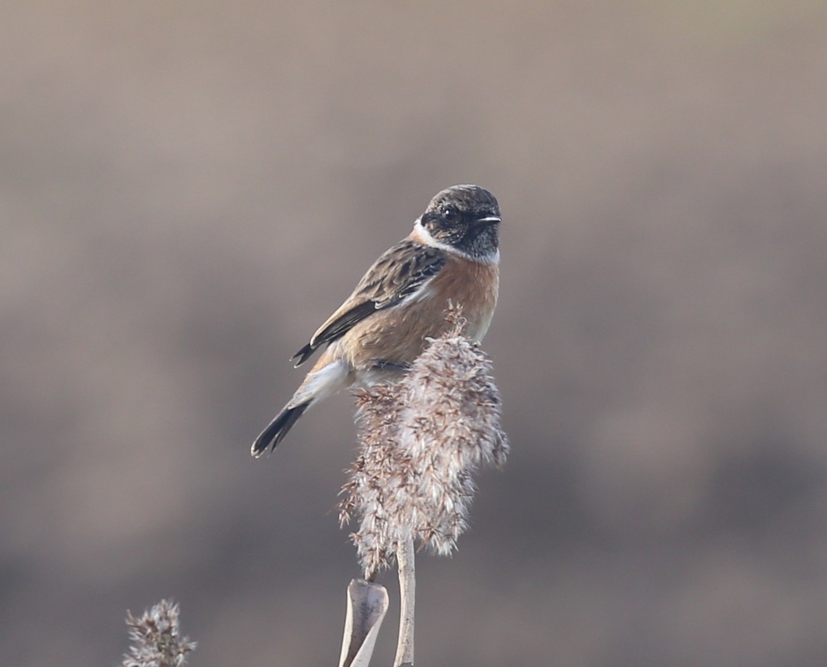 European Stonechat - ML610820217