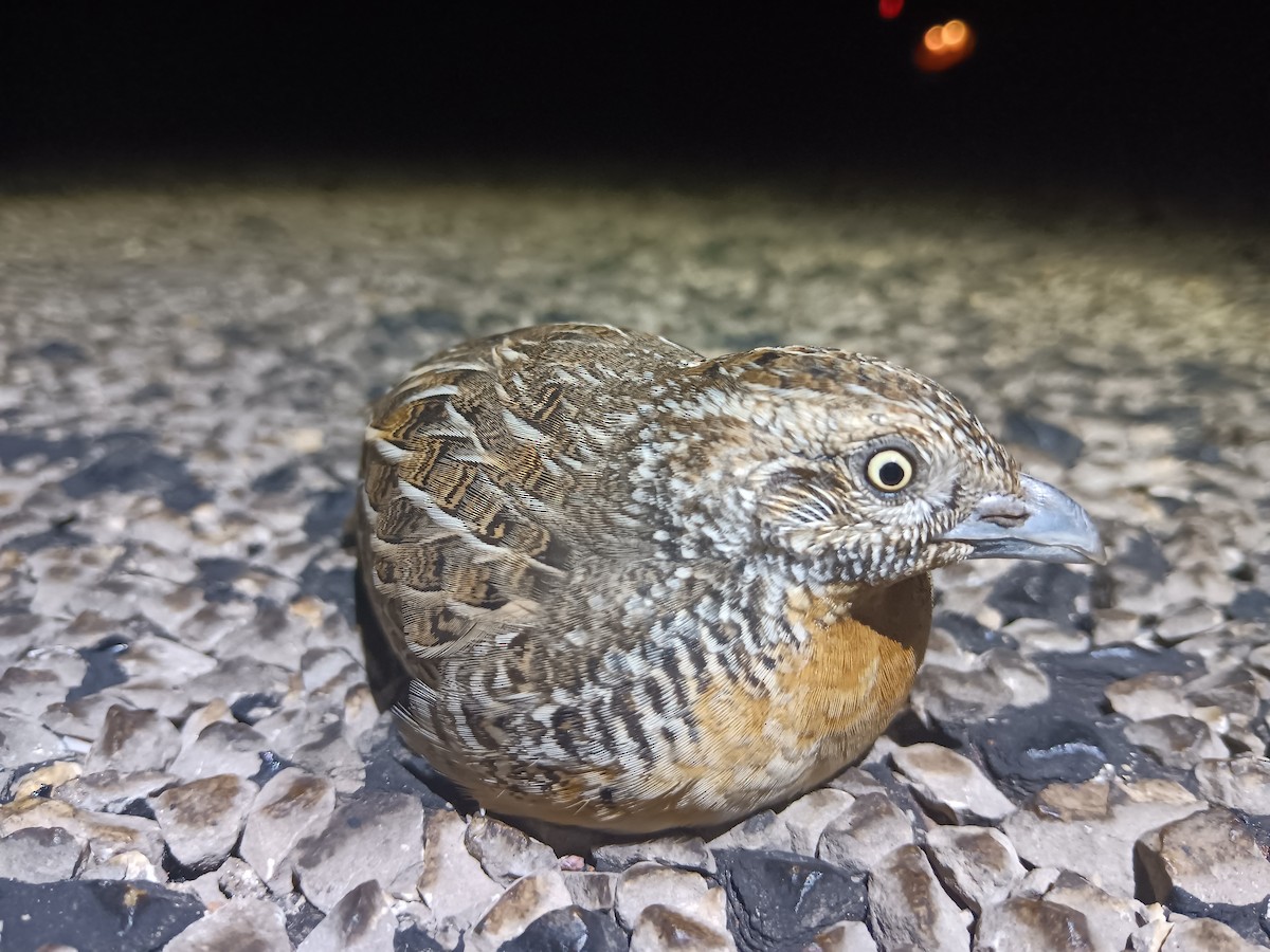 Red-chested Buttonquail - Bryn Pickering