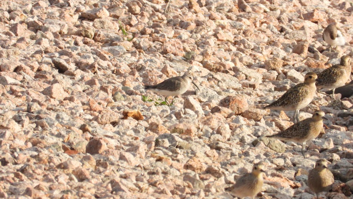 Curlew Sandpiper - ML610820306