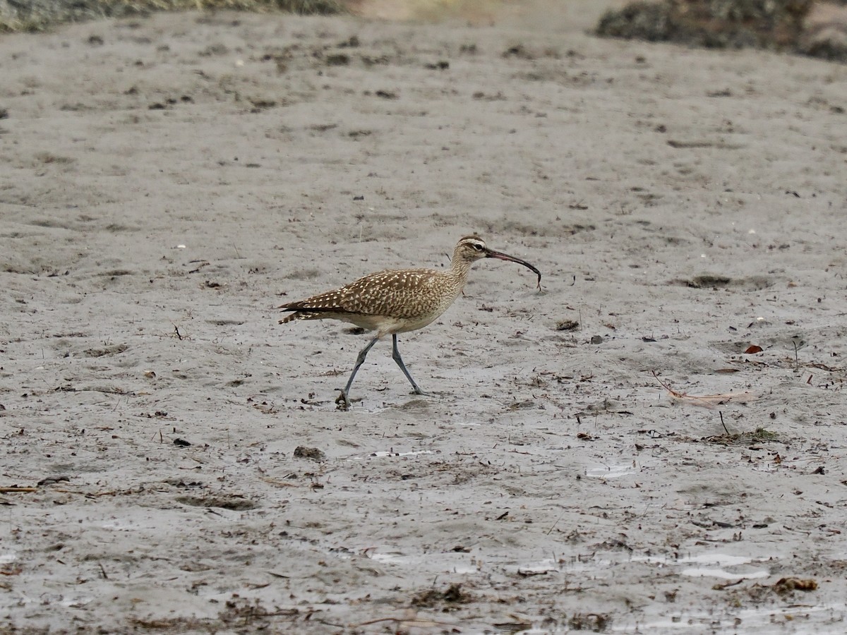 Whimbrel - ML610820319