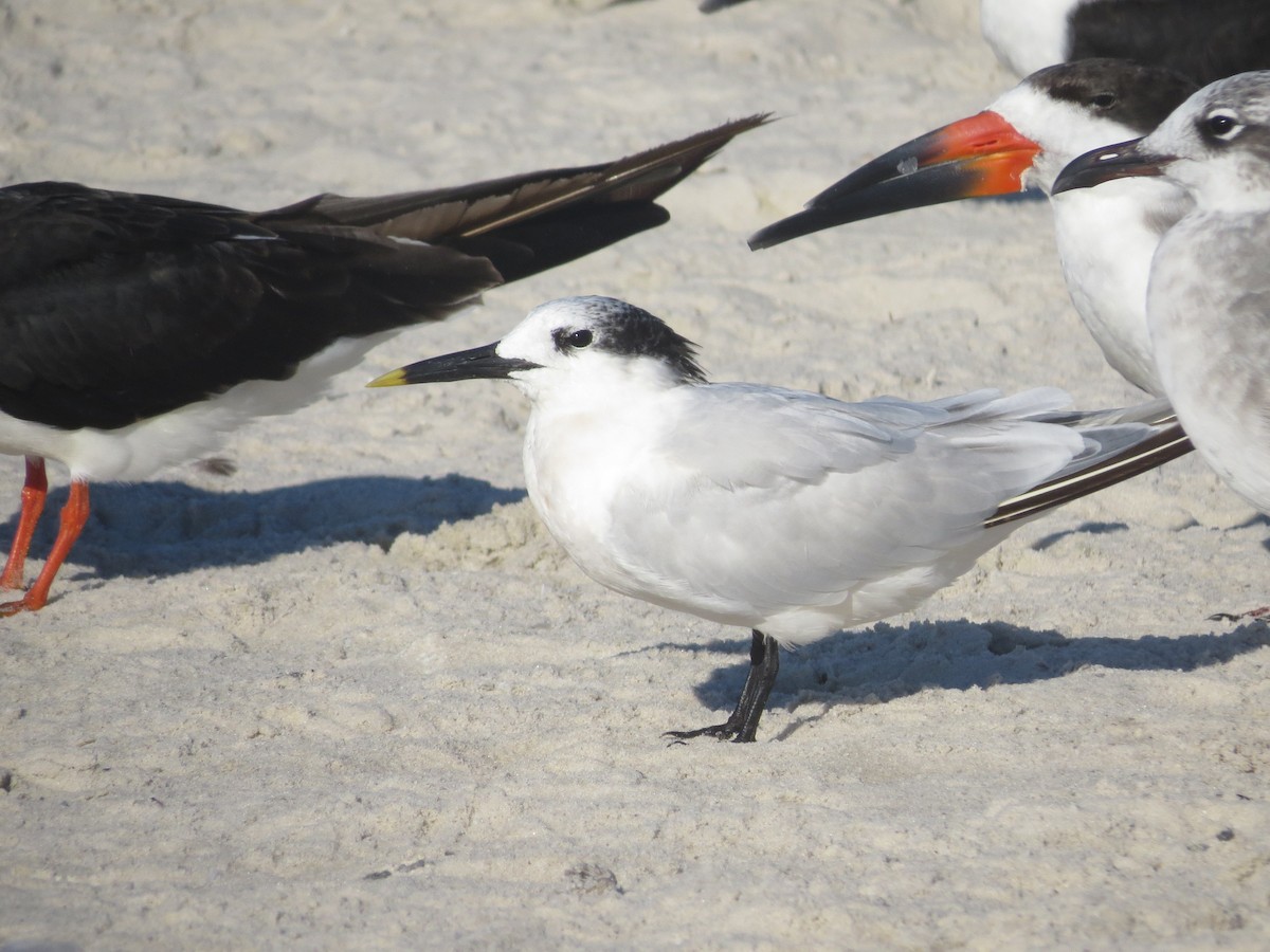 Sandwich Tern - ML610820320