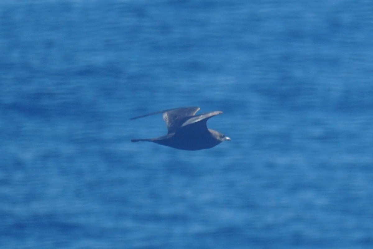 中賊鷗 - ML610820335