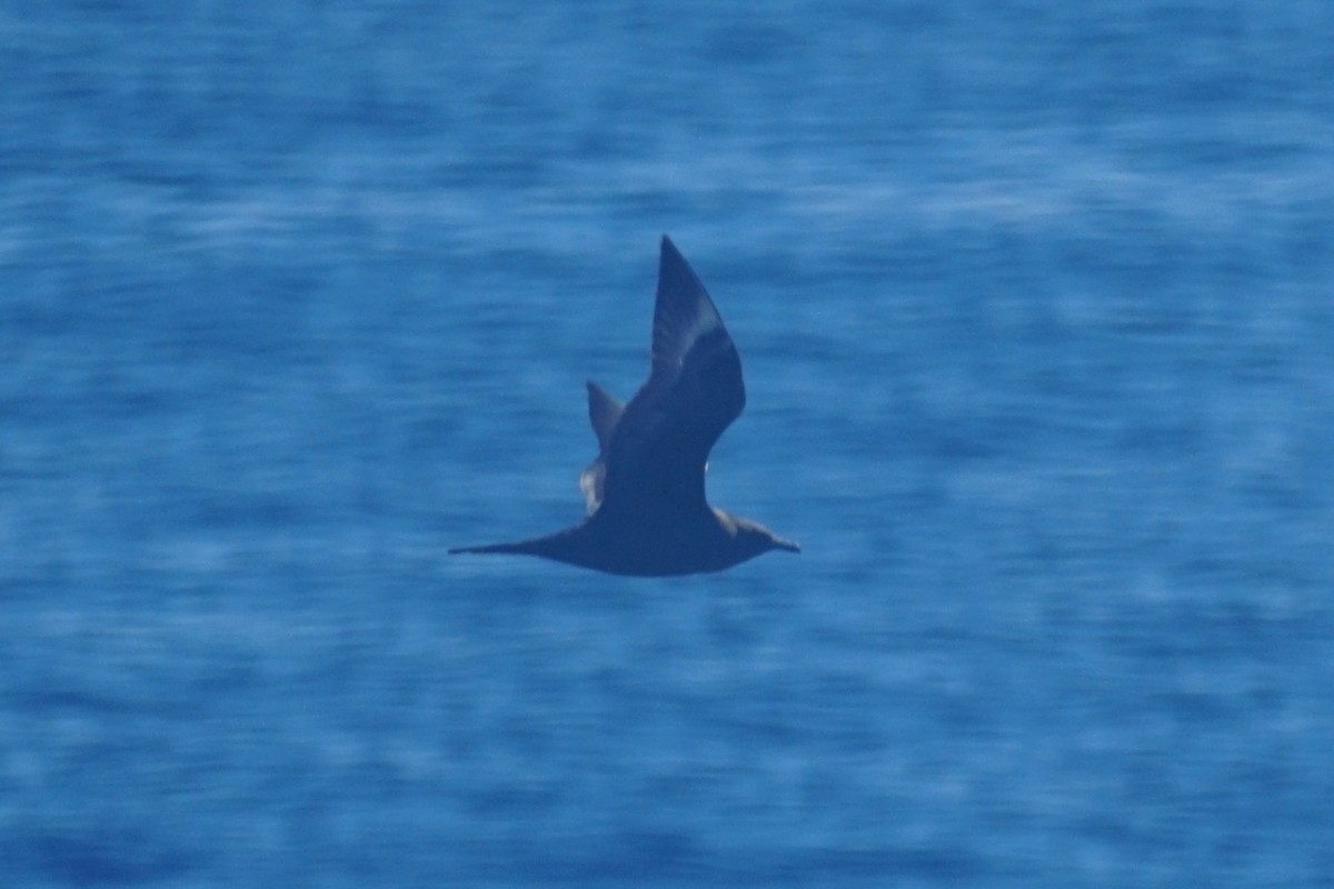 Pomarine Jaeger - ML610820336