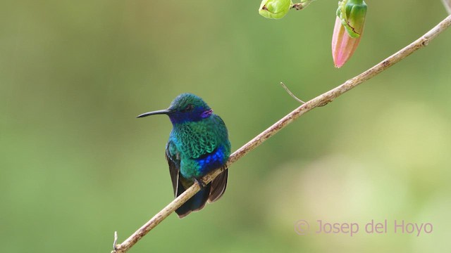 fiolørekolibri - ML610820400