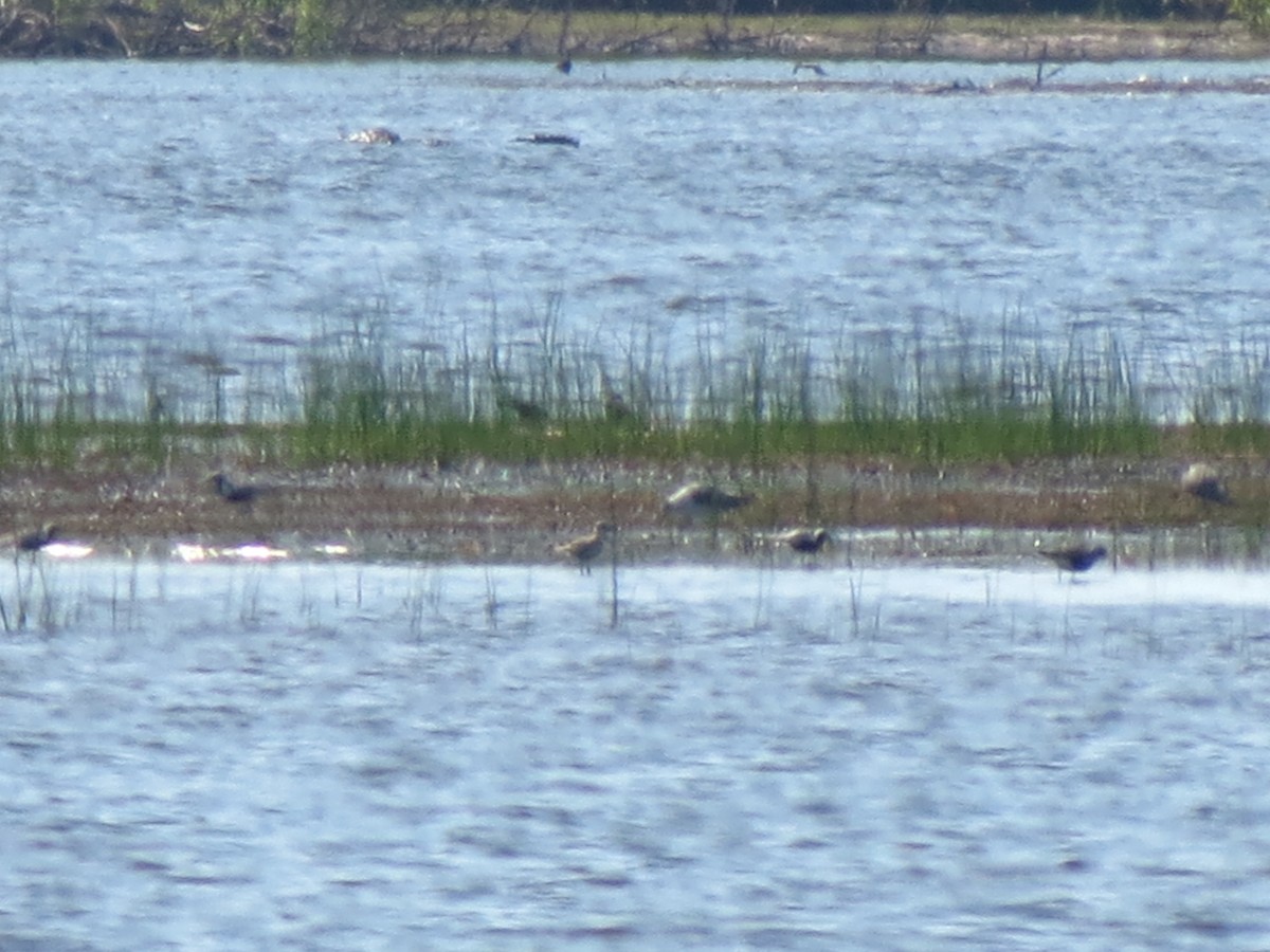 Black-bellied Plover - ML61082041