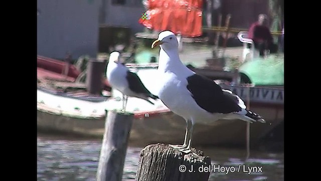 Kelp Gull (dominicanus) - ML610820470